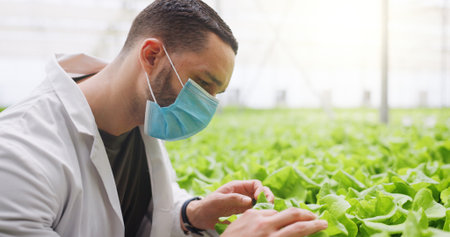 Man, scientist and vegetable inspection in greenhouse with face mask, space and agro research job. Person, ppe and quality control with gmo crops, check lettuce and leafy greens with sustainabilityの写真素材