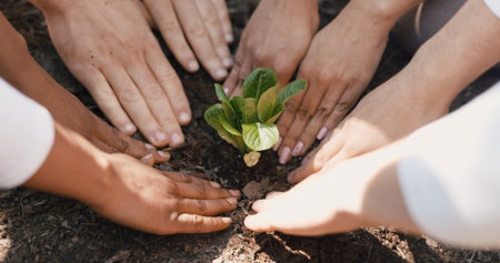Fertilizer, plant and hands of volunteers in nature for sustainability community service. Non profit, outdoor and ngo people with soil for leaf growth with charity event at park for earth day.の写真素材