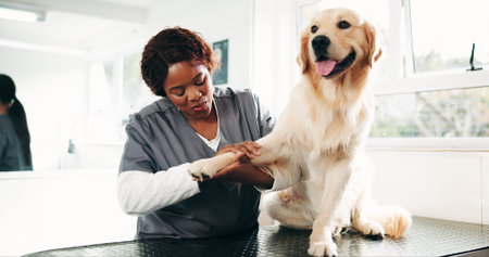 Vet, grooming and woman with dog in clinic for for animal care, service and medical checkup....