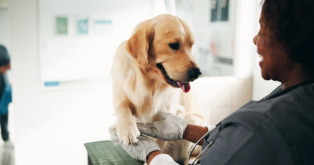 Veterinary, dog and woman in clinic, checkup and appointment with healthcare, trust and wellness....