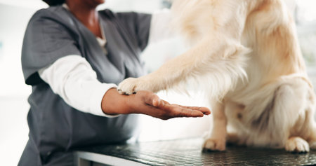 Veterinary, dog and woman in clinic, paw and appointment with healthcare, trust and wellness. Person, inspection and professional at animal shelter, checkup and consultation with golden retrieverの写真素材