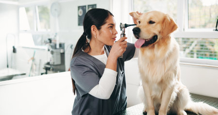 Vet, ears and woman with dog in clinic for for animal care, grooming and medical checkup. Veterinarian, shelter and person with Golden Retriever for examination, wellness and assessment for healthの写真素材
