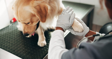 Veterinary, checkup and hands in center with dog, pet care and inspection in medical visit. Health,...