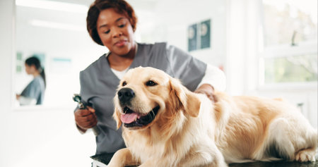 Vet, tools and woman with dog in clinic for animal care, grooming and medical checkup. Veterinarian, shelter and person with Golden Retriever for examination, wellness and assessment for healthの写真素材