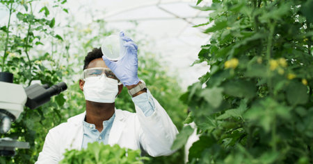 Scientist, petri dish and man with sample, inspection and chemical study in greenhouse for...