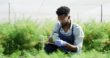 Greenhouse, magnifying glass and African man with tablet, sample with app for crop inspection. Black...
