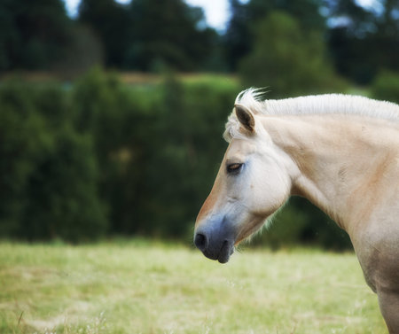 Agriculture, space or horse in countryside with calm, equine or habitat in livestock management....