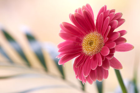 Green, bloom and flower with petals, sustainability and growth of Gerbera, eco friendly and natural....