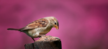 Garden, nature or bird on tree for food, ecology or outdoor sustainability in banner. Background,...