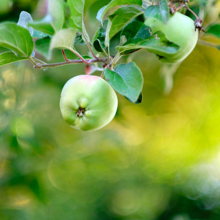 Bunch, fruits and farm with apple in nature for growth, ripening process and agriculture. Orchard,...