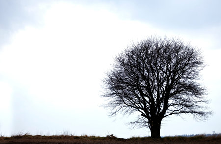 Sky, space and landscape of tree in nature for sustainable, eco friendly or conservation environment. Grass, branches and plants for outdoor destination, location or autumn season in countryside.