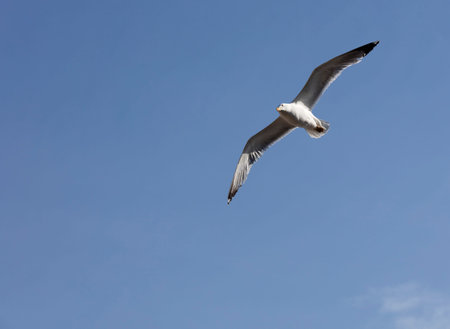seagull with the wings open looking for fish