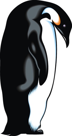 nice old penguin on the white backgroundのイラスト素材