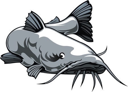 nice illustrated catfish isolated on white backgroundのイラスト素材