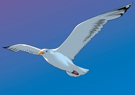 nice flying seagull and blue clear skyのイラスト素材