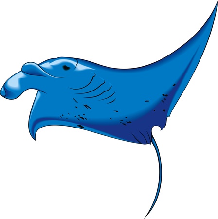 illustrated  sea devil  isolated on white background のイラスト素材