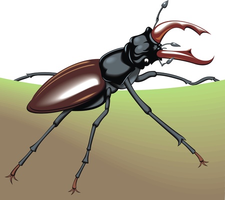 nice big bug on the white backgroundのイラスト素材