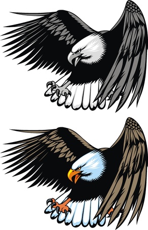 nice flying eagle on the white background のイラスト素材