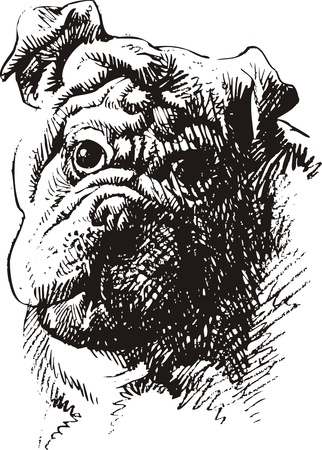 nice dog portrait on the white backgroundのイラスト素材