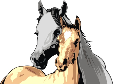 illustrated nice horses isolated on white backgroundのイラスト素材