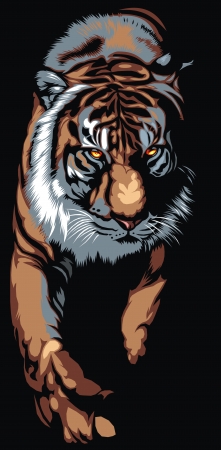 nice big tiger on the black backgroundのイラスト素材