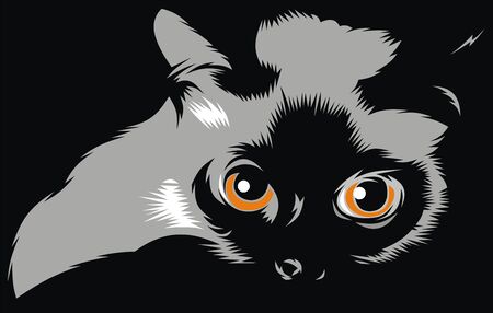 nice small cat isolated on white backgroundのイラスト素材