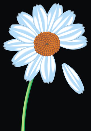 big daisy isolated on the black backgroundのイラスト素材