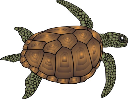 water turtle isolated on the white backgroundのイラスト素材