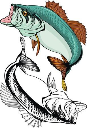 blackback fish isolated on the white backgroundのイラスト素材