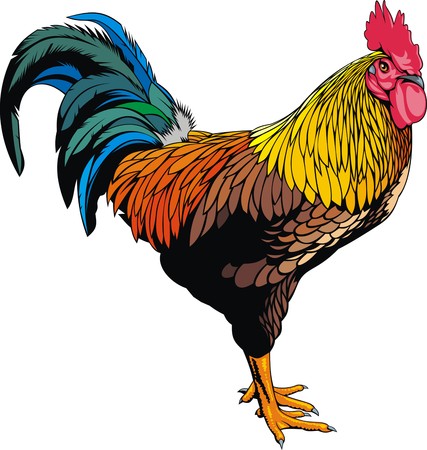 color rooster isolated on the white backgroundのイラスト素材
