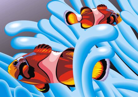 two clown fishes on the blue backgroundのイラスト素材