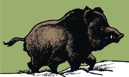 wild pig isolated on the green backgroundのイラスト素材