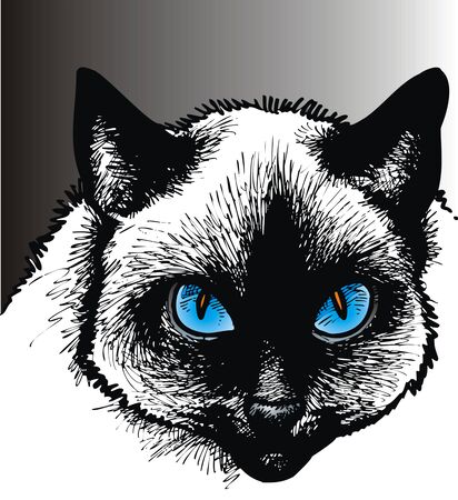 nice cat with blue eyes on the grey backgroundのイラスト素材