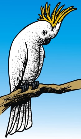 blue exotic bird isolated on the blue backgroundのイラスト素材