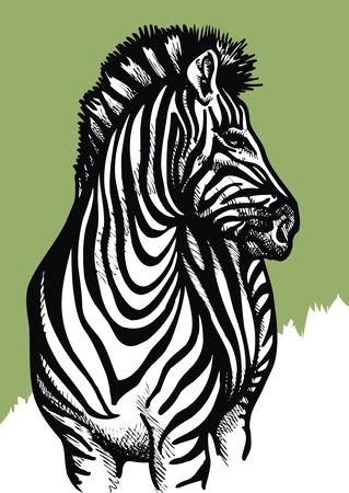 zebra animal isolated on the green and white backgroundのイラスト素材