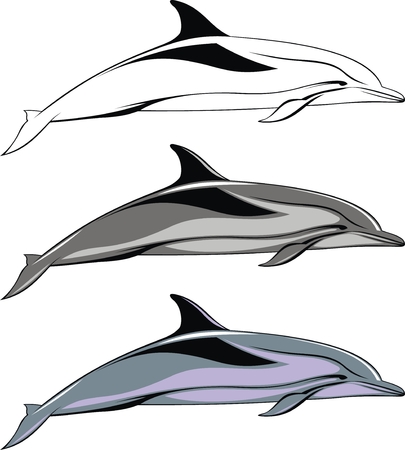 nice dolphin isolated on the white backgroundのイラスト素材