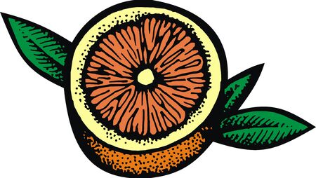 half of orange fruit isolated on the white backgroundのイラスト素材