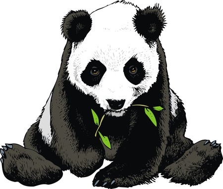 panda bear is eating bamboo isolated on the white backgroundのイラスト素材