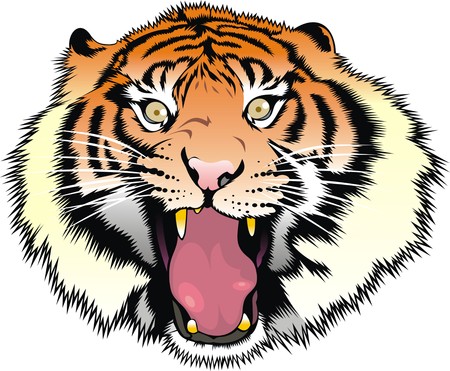 tiger head isolated on the white backgroundのイラスト素材