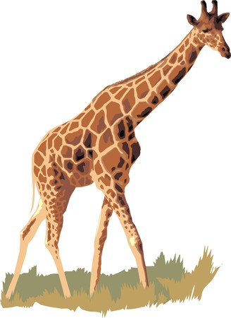 young nice giraffe isolated on the white backgroundのイラスト素材