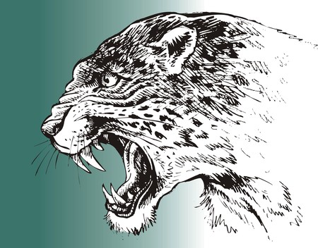 leopard head isolated on the white backgroundのイラスト素材
