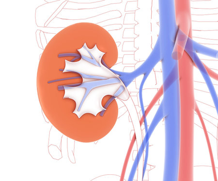 3D anatomical and line illustration of the inside of the kidney, with kidney stones, on a graphic...