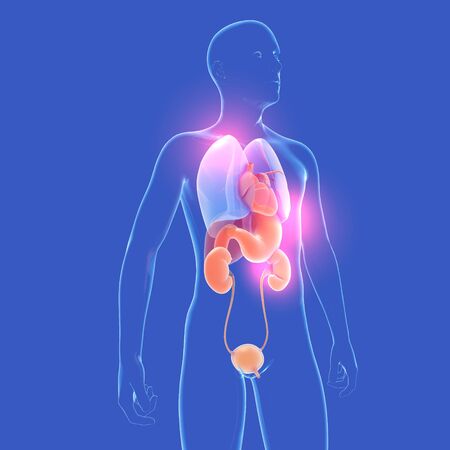 Anatomical 3d illustration of man. Side view. Showing transparent internal glass organs on dark blue background.の写真素材