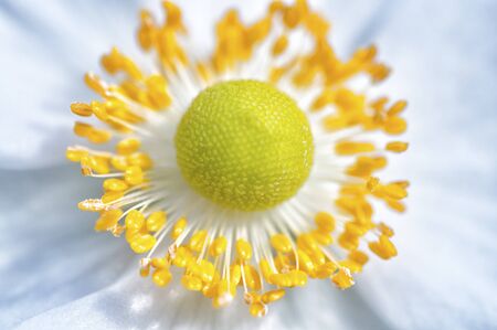 macro of a flowerの写真素材