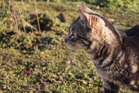 close up photo of a greyish cat looking with interest to the left. side viewの写真素材