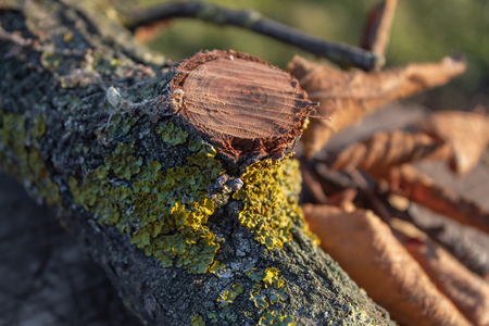 close up view of a cut wooden branch covered in mossの写真素材