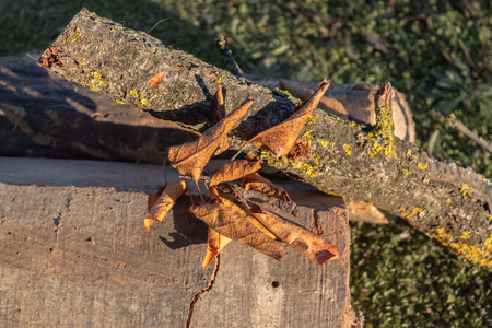 winter scene with fallen yellow leaf mossy wood and firewoodの写真素材