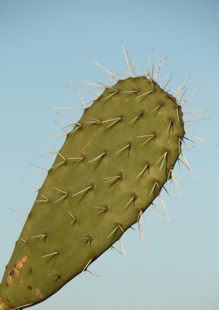 Detail of a cactus
