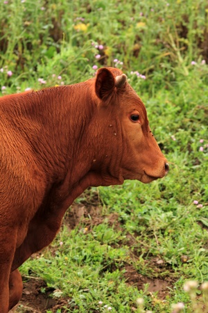 calf in the fieldの写真素材