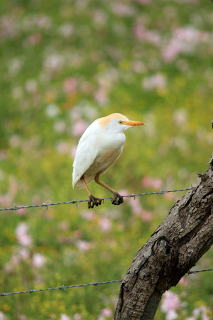 Egret, Bubulcus ibisの写真素材